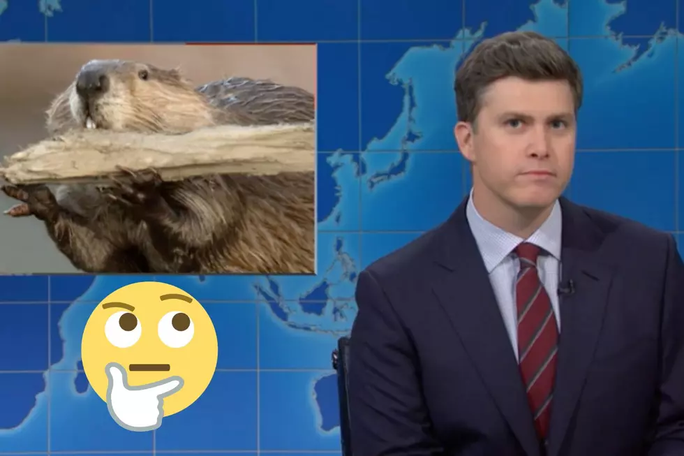 Why Does SNL Think Michigan Should Be Worried About Beavers?