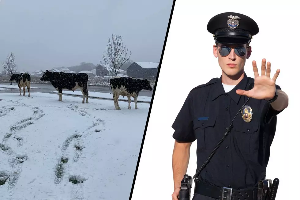 On the Mooove! West Michigan Police Wrangle Three Escaped Cows