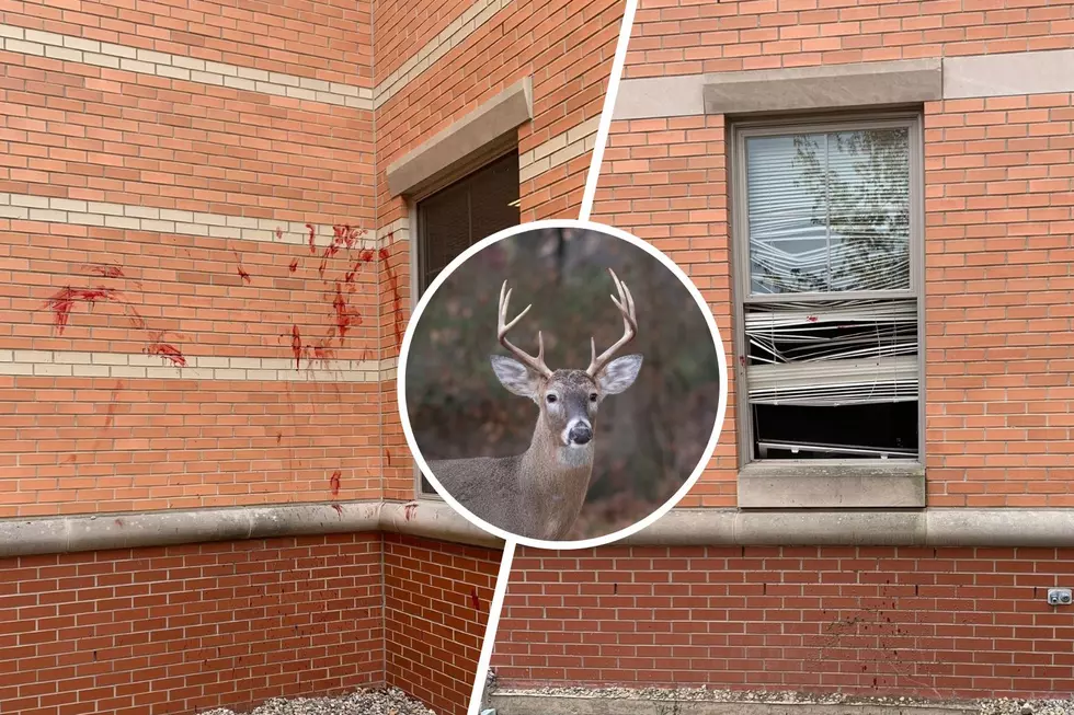 Oh Deer! Buck Tries to Break Into Grand Valley State University