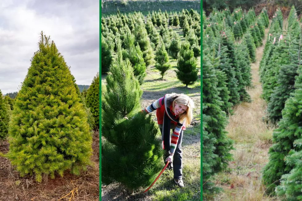Business is Good For Michigan Christmas Tree Farms, Not So Much Out West