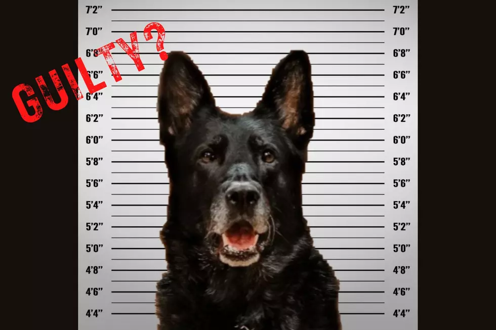 Should This K-9 Do Time? Michigan Police Dog Accused of Stealing Fellow Cop’s Lunch