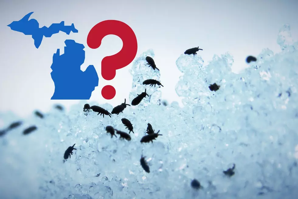 Have You Heard Of Snow Fleas? Yes They Are A Thing In Michigan