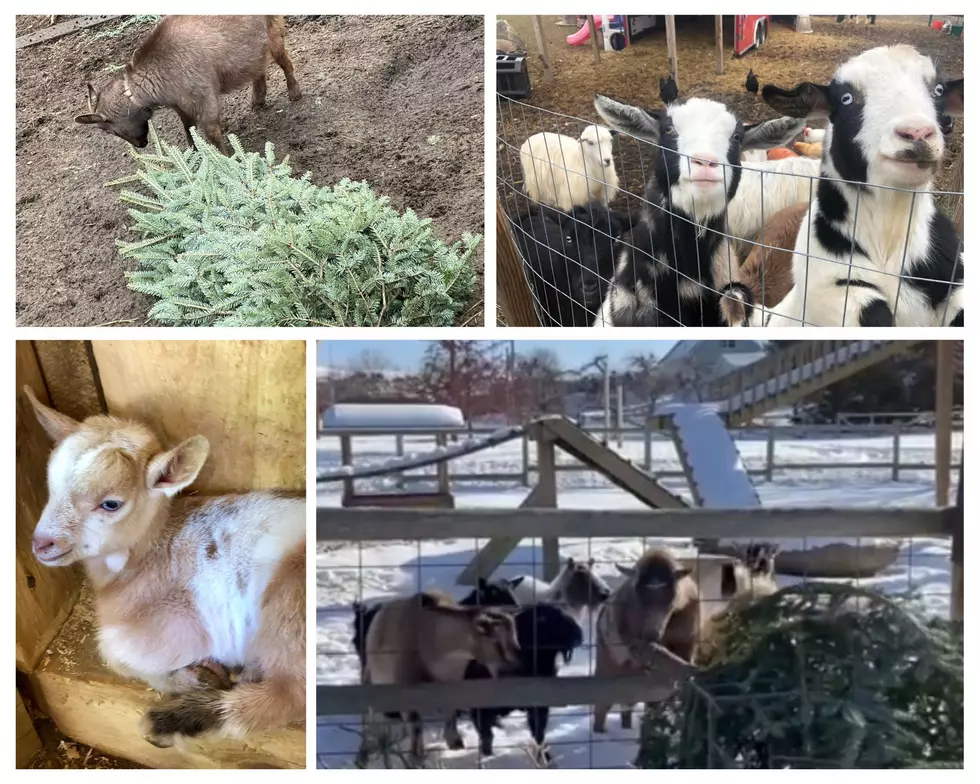 Hungry West Michigan Goats Want to Eat Your Christmas Tree