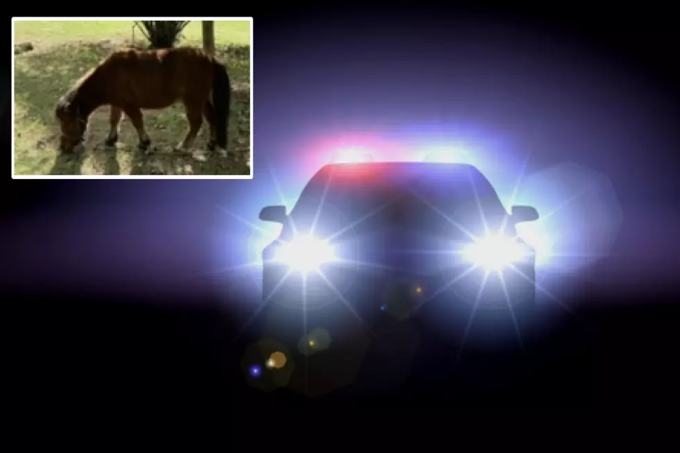 Mini Horse Shot and Killed in West Michigan – Police Search for Suspect