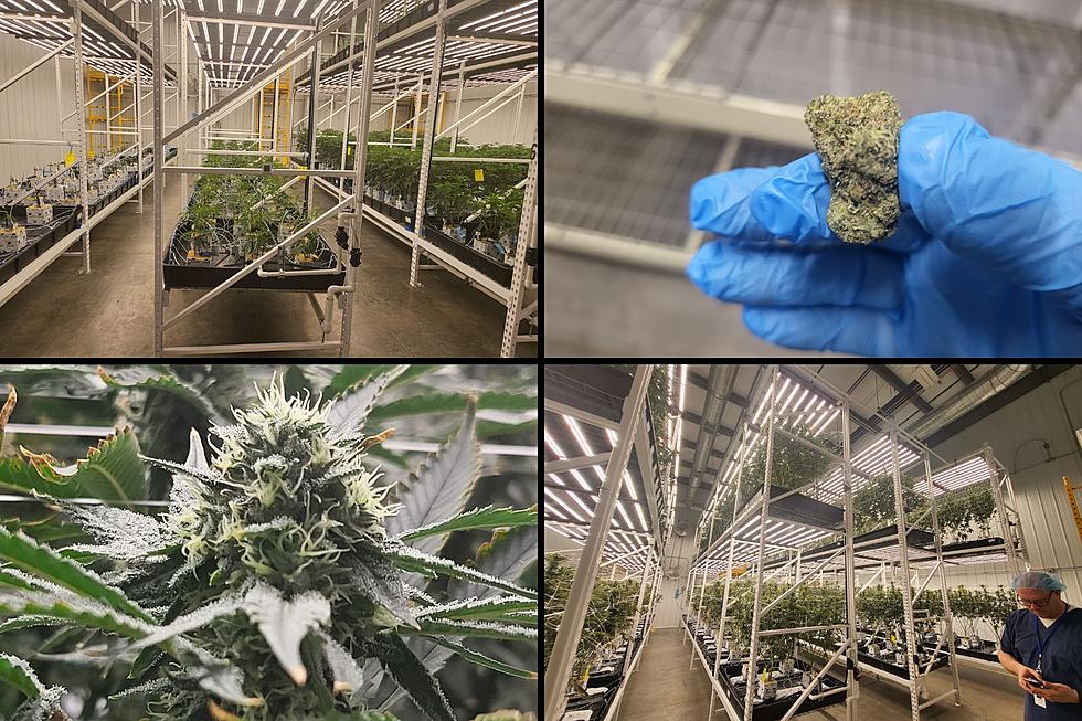 See Inside One Of Michigan’s Largest Marijuana Growing Facilities