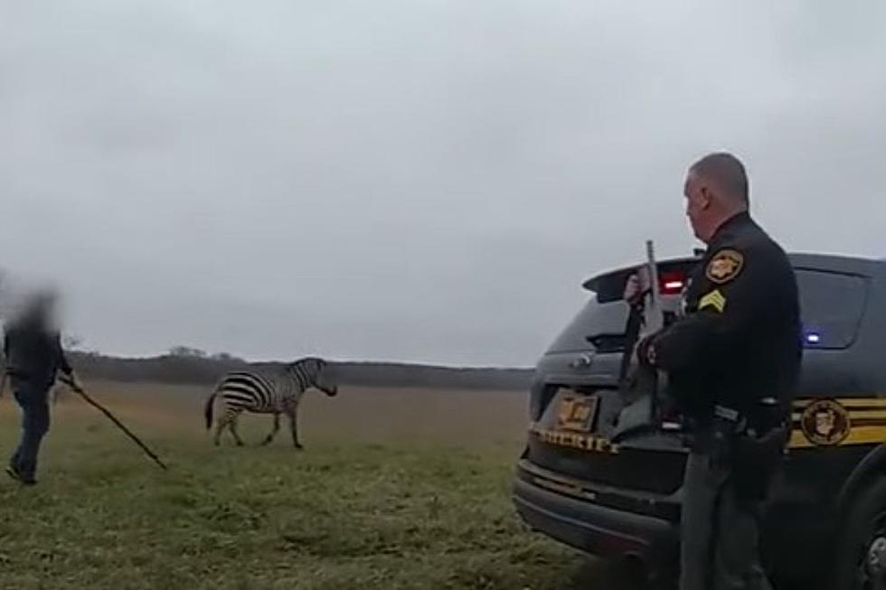 Ohio Had Cocaine Cat Last Week, Now They Have An Attack Zebra