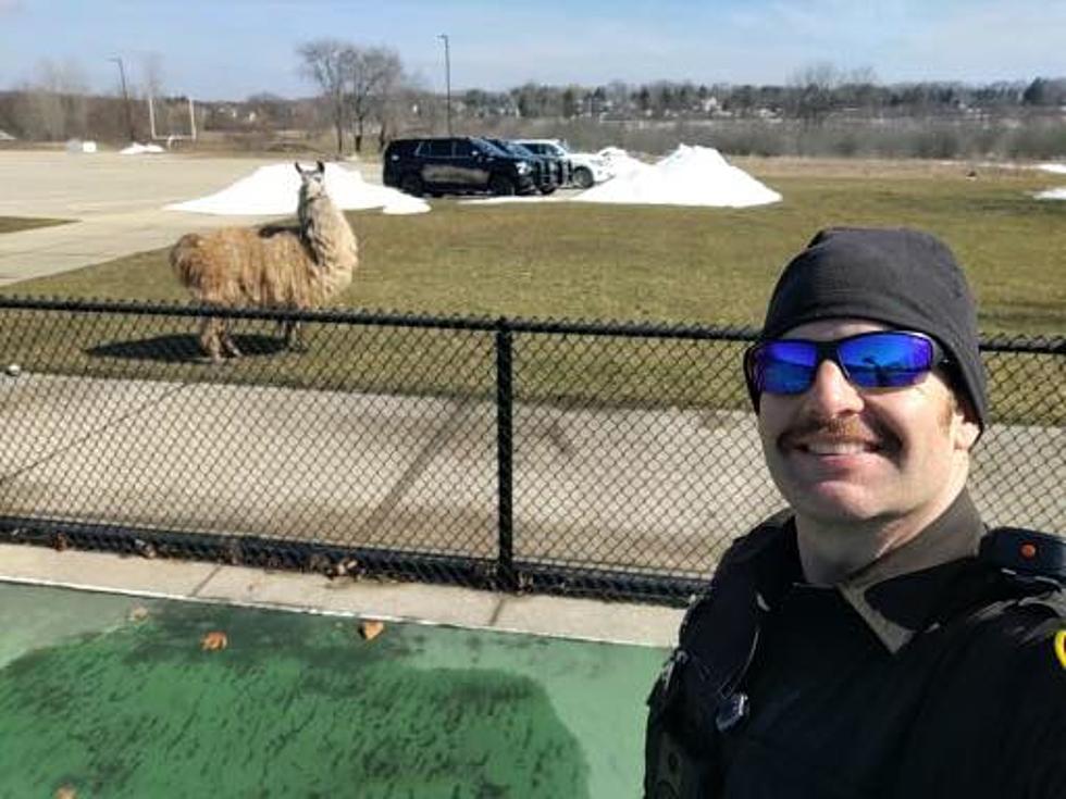 Llama Drama! Sassy Llama Involved in Police Chase at Grand Rapids School