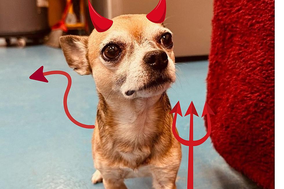 Let’s Get Link Adopted! ‘Demon Dog’ Lands Back at West Michigan Shelter
