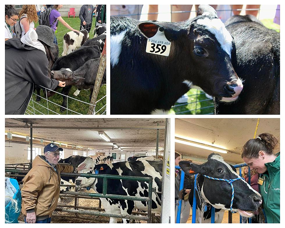 Michigan College Hosts ‘Cow-Petting’ Events to Help You Destress