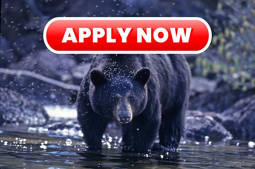It Is That Time Again To Apply for Your 2023 Michigan Bear Tags