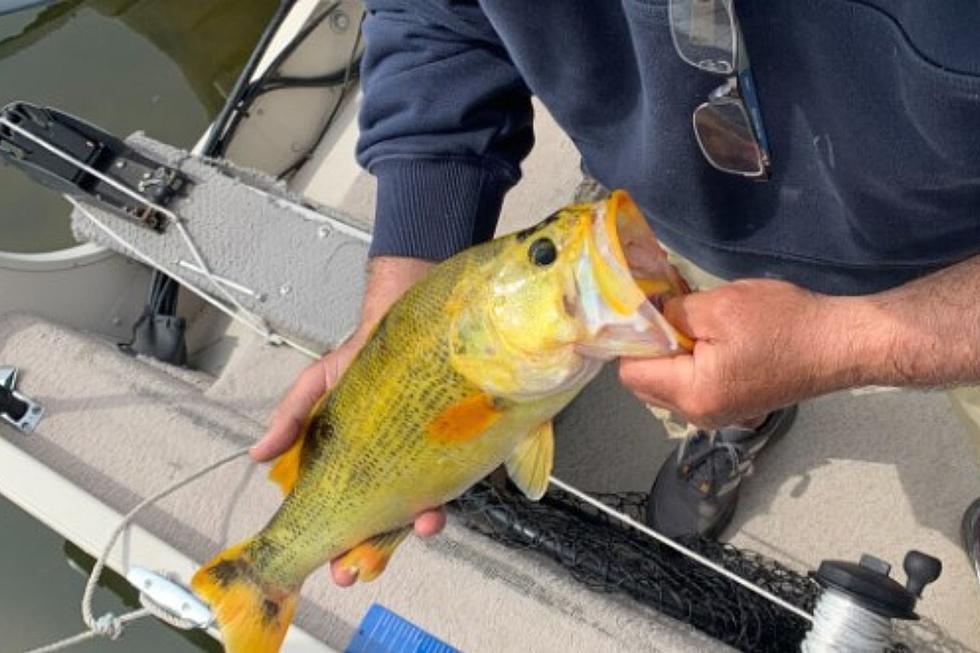 There’s Gold In Portage Lake Waters as Michigan Man Catches Golden Bass