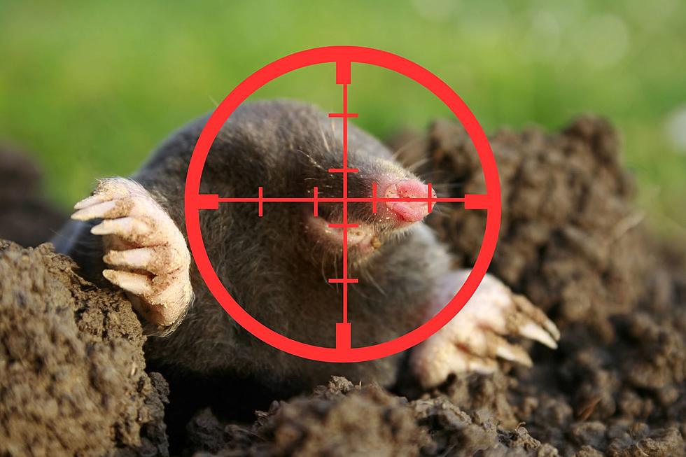 Best And Most Effective Way To Get Rid of Moles From Your Yard
