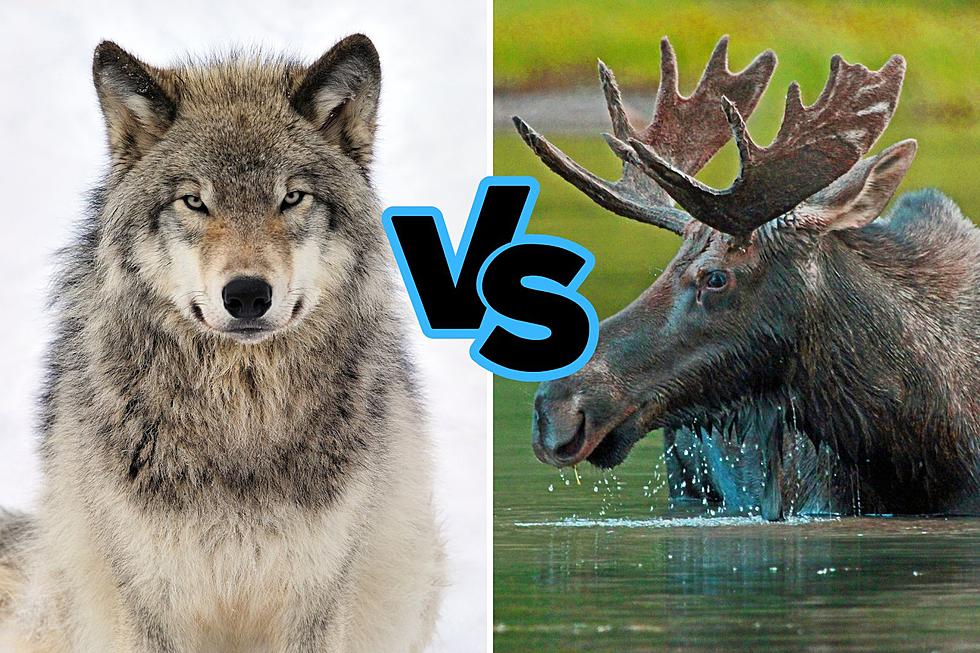 Wolves Are Doing Well On Michigan’s Isle Royal, Moose Are Another Story