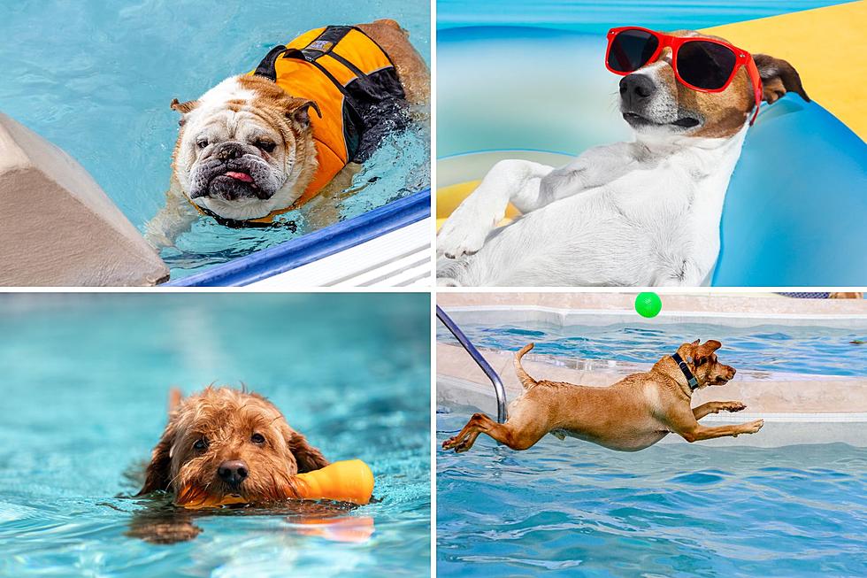 Your Dog Love Water? Get Ready For Grand Rapids Free Dog Swim