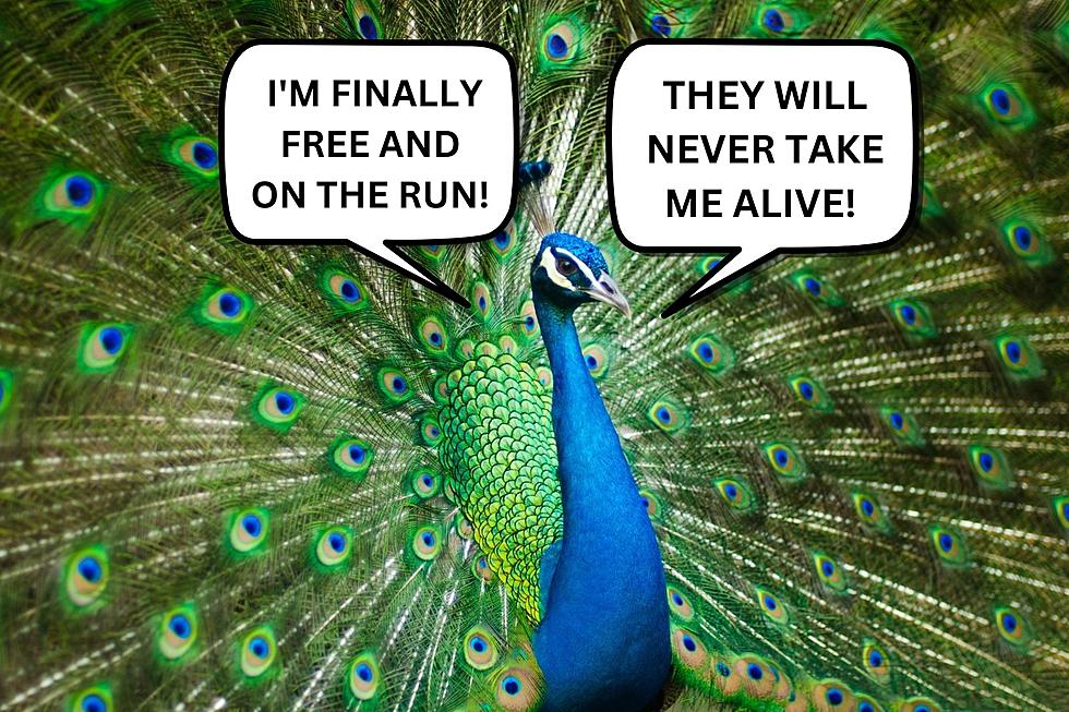 Have You Seen a Peacock on the Loose In Newaygo Co? Is it Yours?