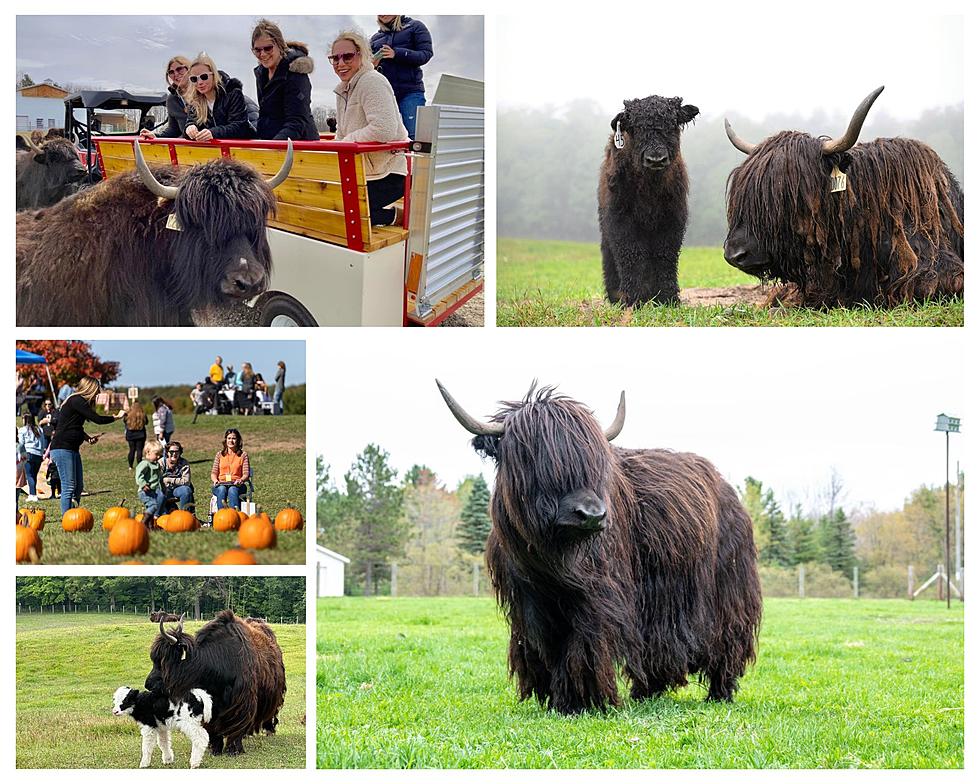 Hang Out With Yaks at Upcoming Free Festival in Michigan