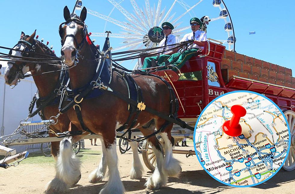 Famous Budweiser Clydesdales are Coming Back to Michigan