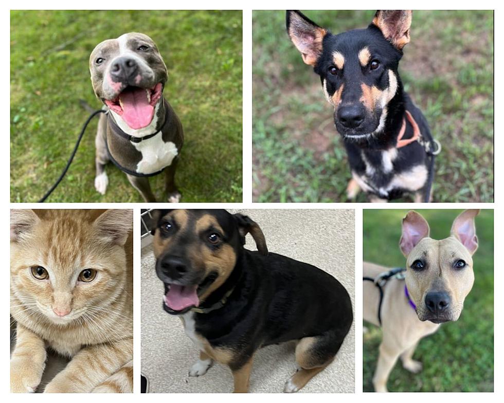 Help Reunite Pets with Families! More Than 40 Lost Animals at Kent County Animal Shelter