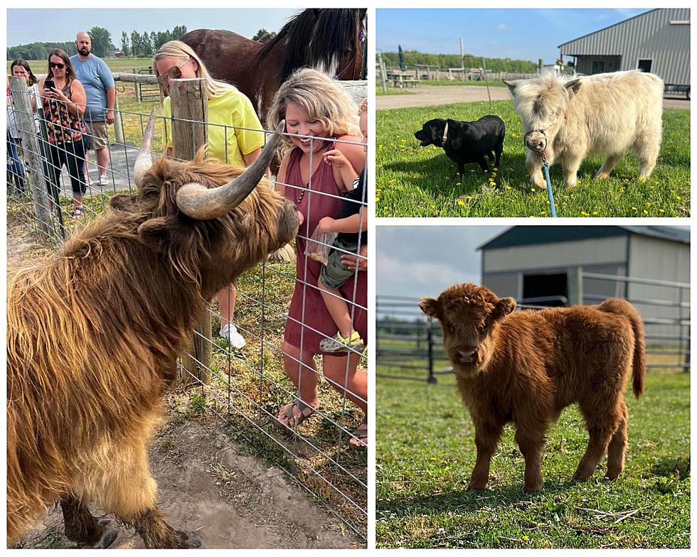Hang Out With Mini Highland Cows at Upcoming West Michigan Events