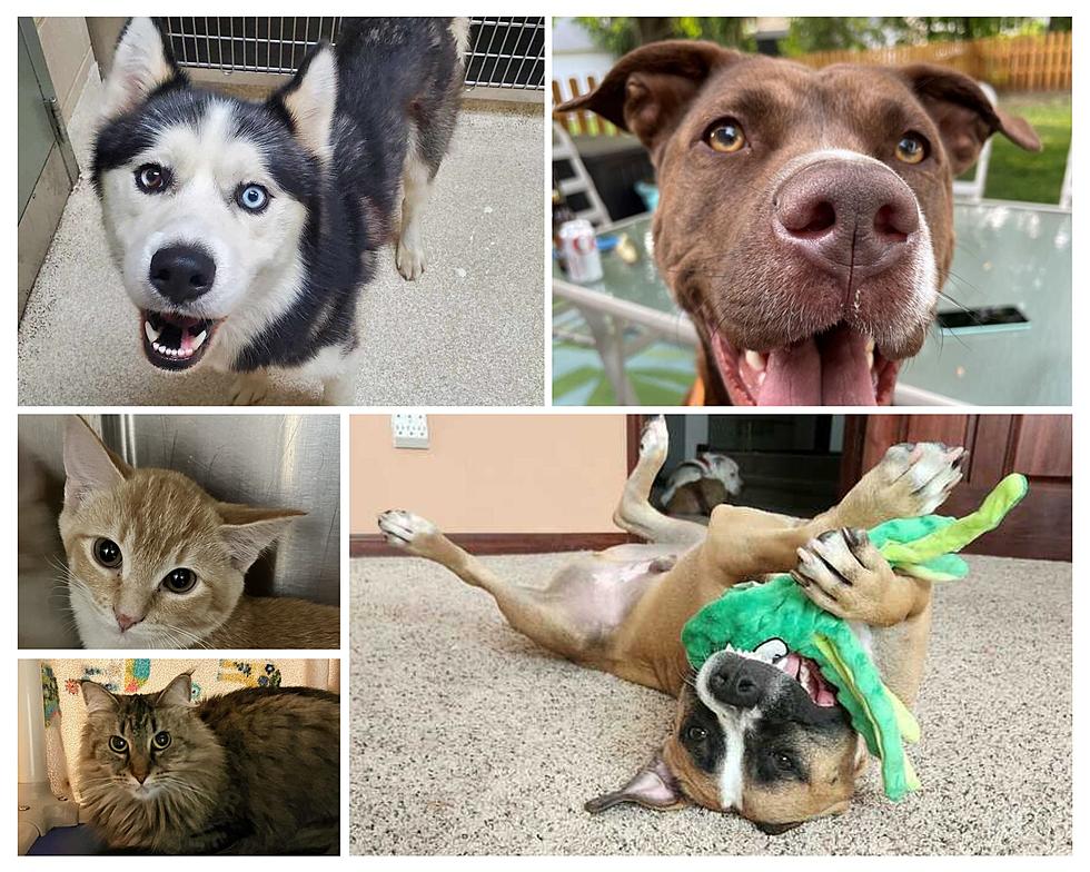 Reduced Adoption Fees at More Than 15 Michigan Shelters in Clear the Shelters Event