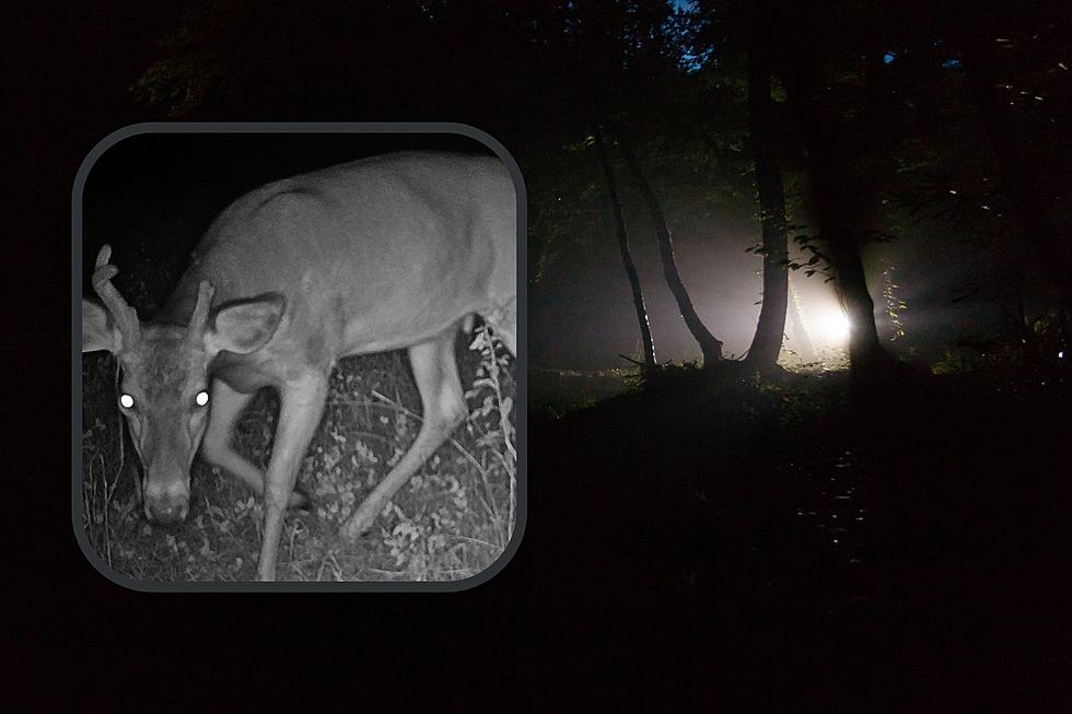 Like Shining Deer? Make Sure You Know Michigan’s Laws on Spotlighting