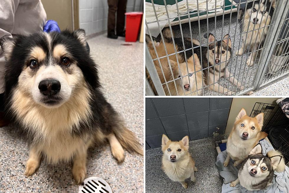 21 Pomsky Dogs Rescued from ‘Unimaginable’ Living Conditions in Ottawa County Breeding Operation