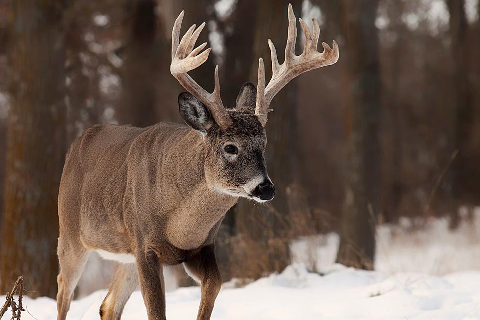 2023 Michigan Deer Harvest Numbers Down Considerably