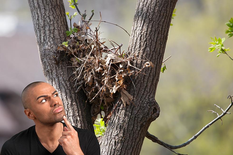 That Ball of Leaves In Your Michigan Tree Isn’t A Bird Nest