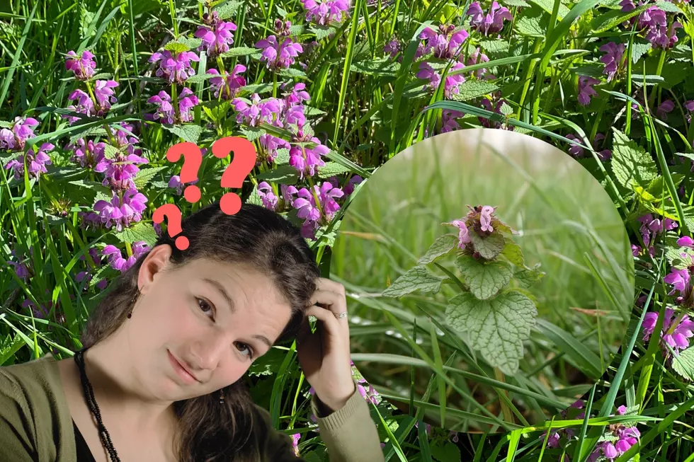 Are These Purple Flowers In Michigan Fields Really A Flower?