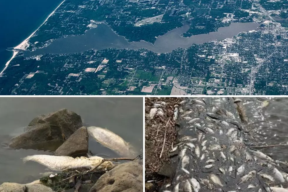 Why Are Fish Dying at One West Michigan Lake?