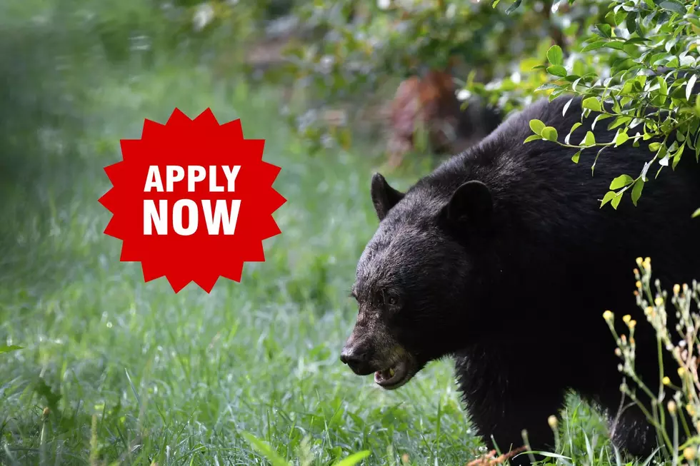 It’s Time For Michigan Hunters to Apply For Bear Permits