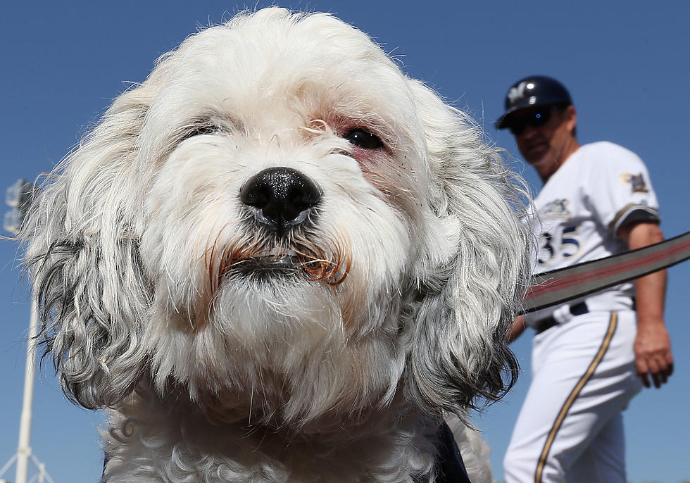 No double switch: Brewers Say it’s Same Hank the Dog