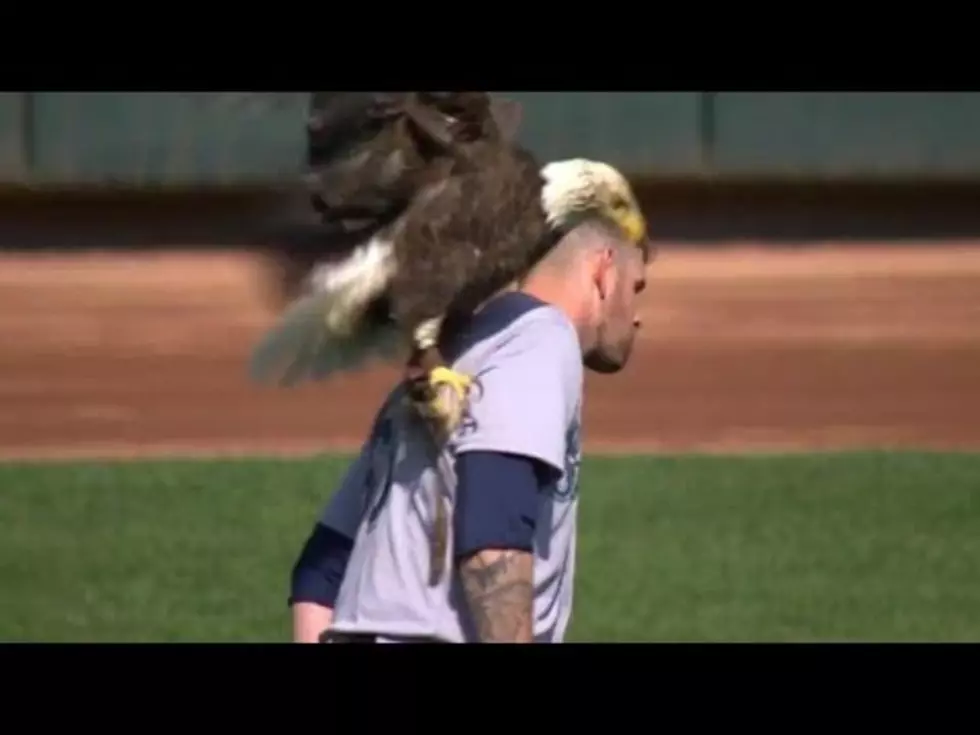 The Eagle Has Landed ... on James Paxton's Shoulder