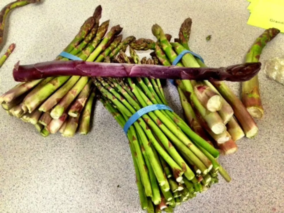 Asparagus Harvest Begins At Middleton Six Sons Farms!