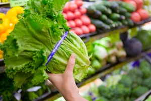 Avoid Romaine Lettuce This Thanksgiving &#8211; CDC Fears E.Coli Contamination