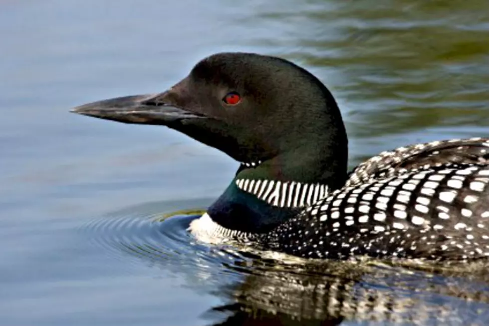 Volunteers Needed To Count Loons This Summer on Minnesota Lakes