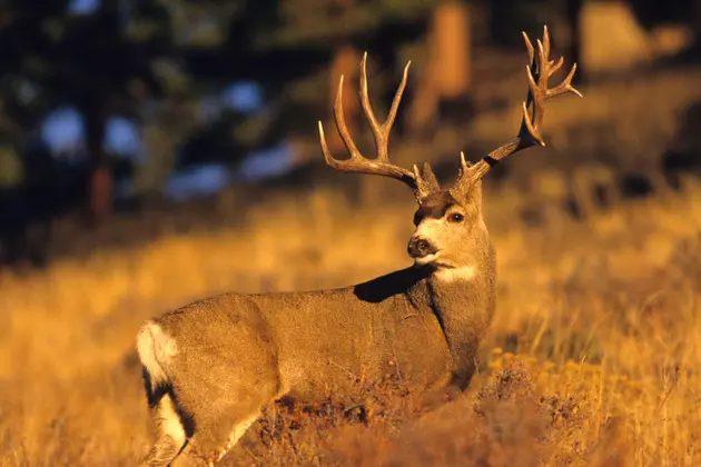 Deer Collision Closes Lewis County Route B