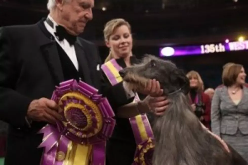 Hickory Wins Best In Show At The Westminster Dog Show