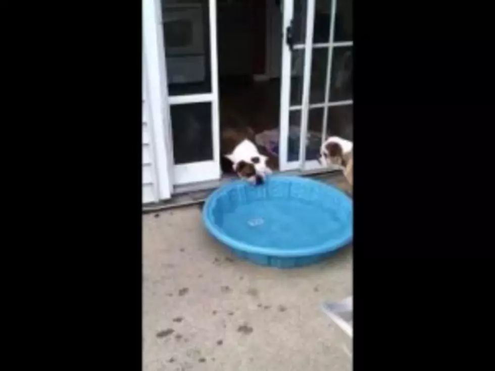 Puppy Pulls Pool Indoors! [VIDEO]
