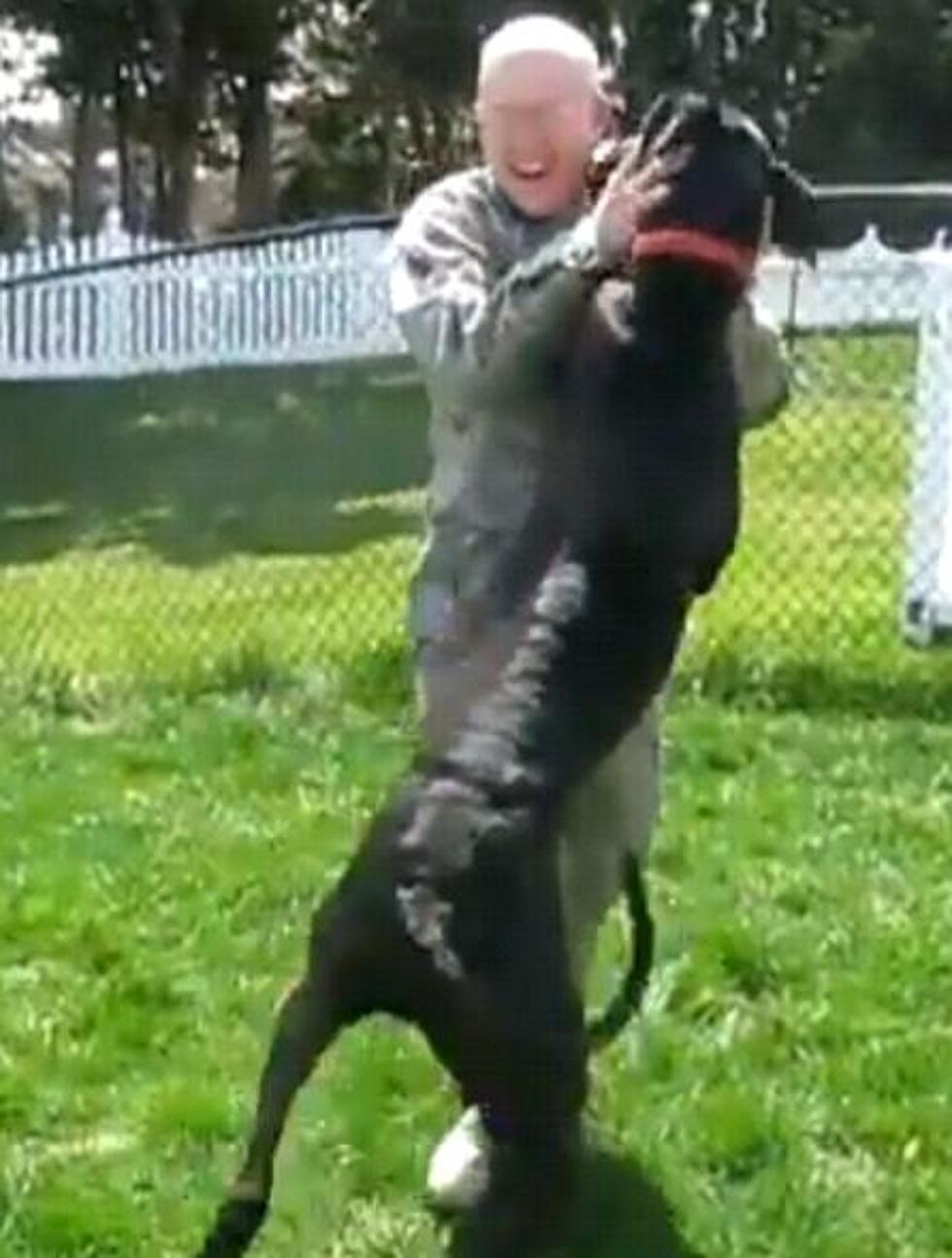 Military Man Reunites With Family Dog! [VIDEO]