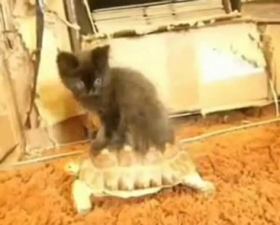 Kittens, Monkeys, And Goats Riding On Other Animals [Video]