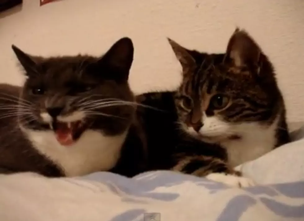 The 7 Best Cat Talking Videos On YouTube