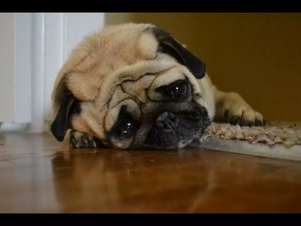 Sad Dog Diary &#8211; My New Favorite Video