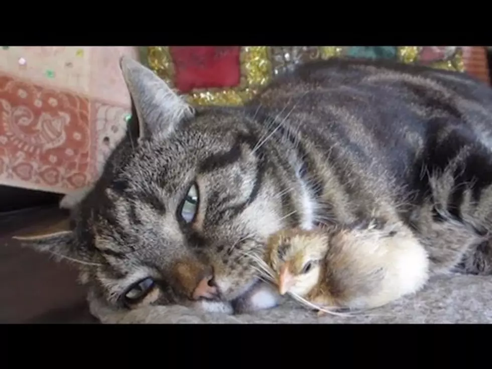 Your Daily Dose Of ‘Awwwww’ – Chick Uses Cat’s Whiskers As A Pillow [Video]