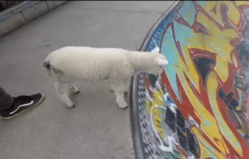 Your Daily Dose Of ‘Awwwww’ – Lamb Visits Skate Park & Hilarity Ensues