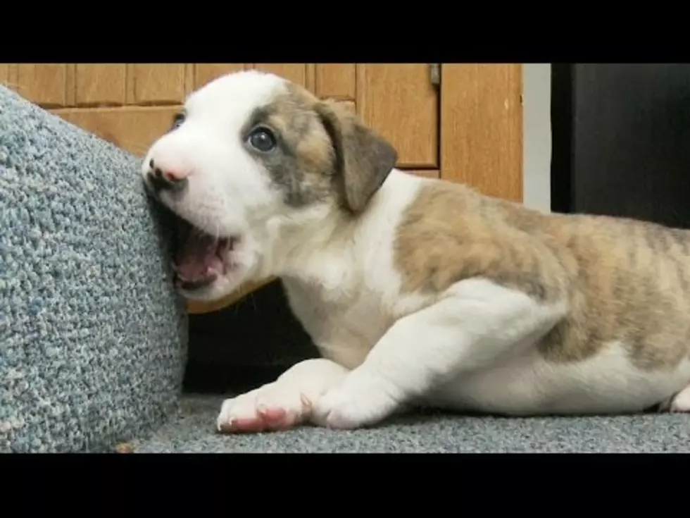 Your Daily Dose Of &#8216;Awwwww&#8217; &#8211; Adorable Puppy Chews On Stairs [Video]