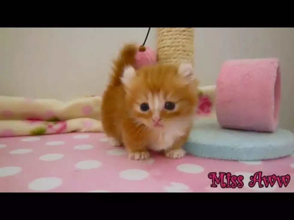 Your Daily Dose Of ‘Awwwww’ – This Mini Kitten Exploring Her Surroundings [Video]
