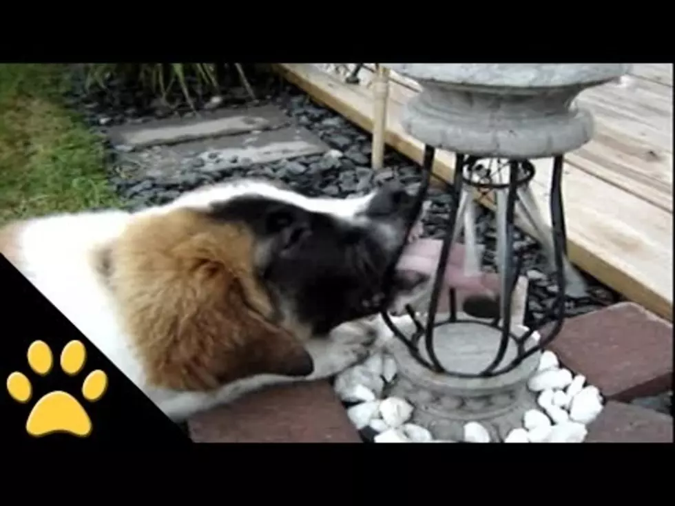 Your Daily Dose Of &#8216;Awwwww&#8217; &#8211; This Musical Puppy [Video]