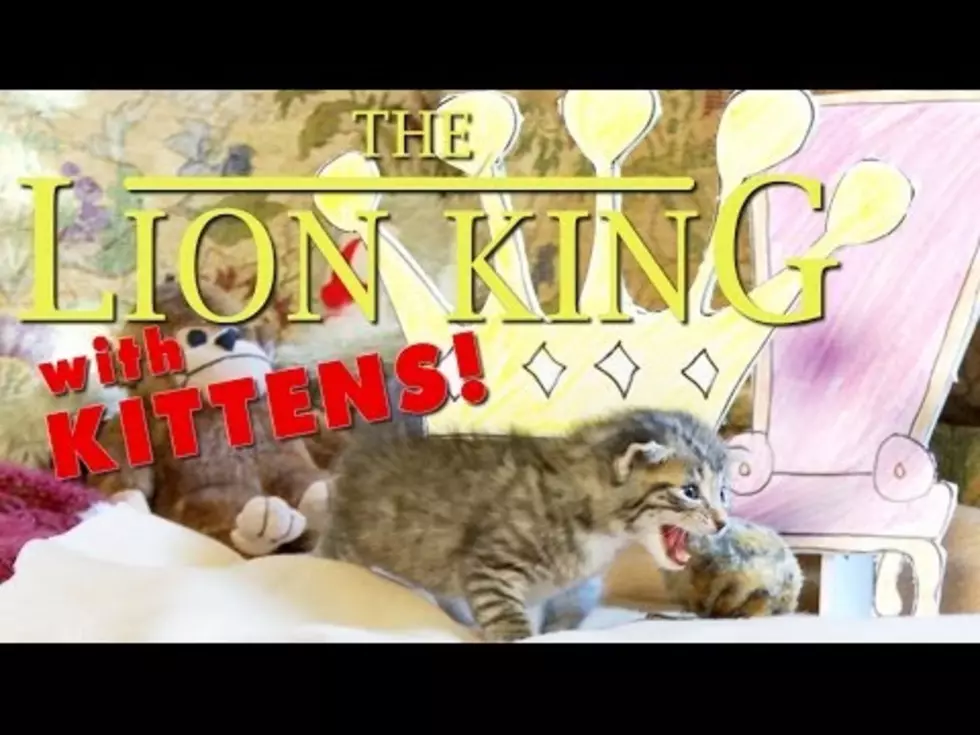 Your Daily Dose Of &#8216;Awwwww&#8217; &#8211; &#8216;The Lion King&#8217; Recreated By Kittens [Video]