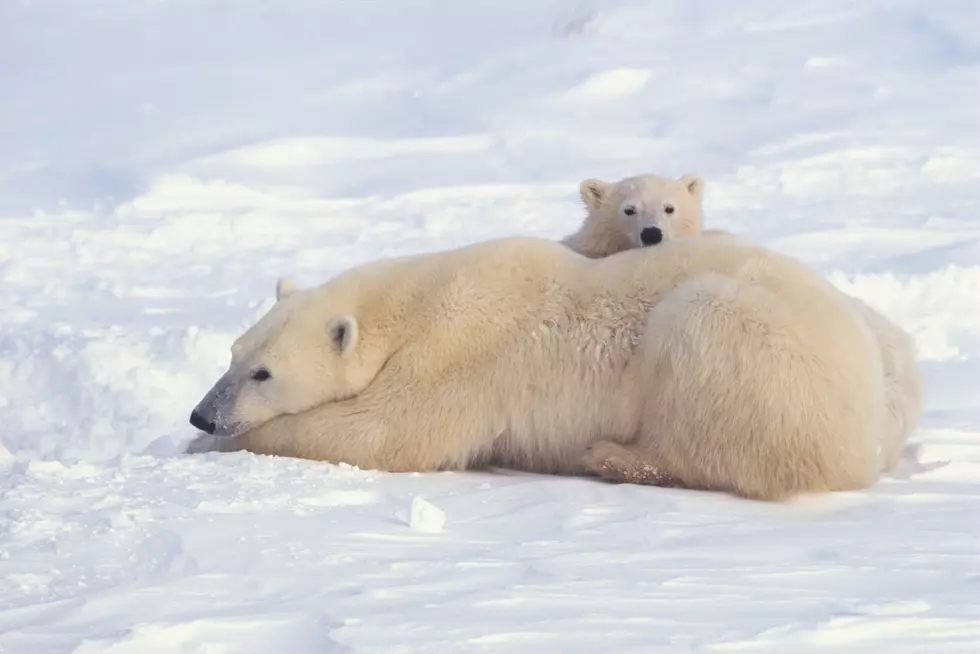 Your Daily Dose Of &#8216;Awwwww&#8217; &#8211; Polar Bear Cub Takes Its First Bath [Video]